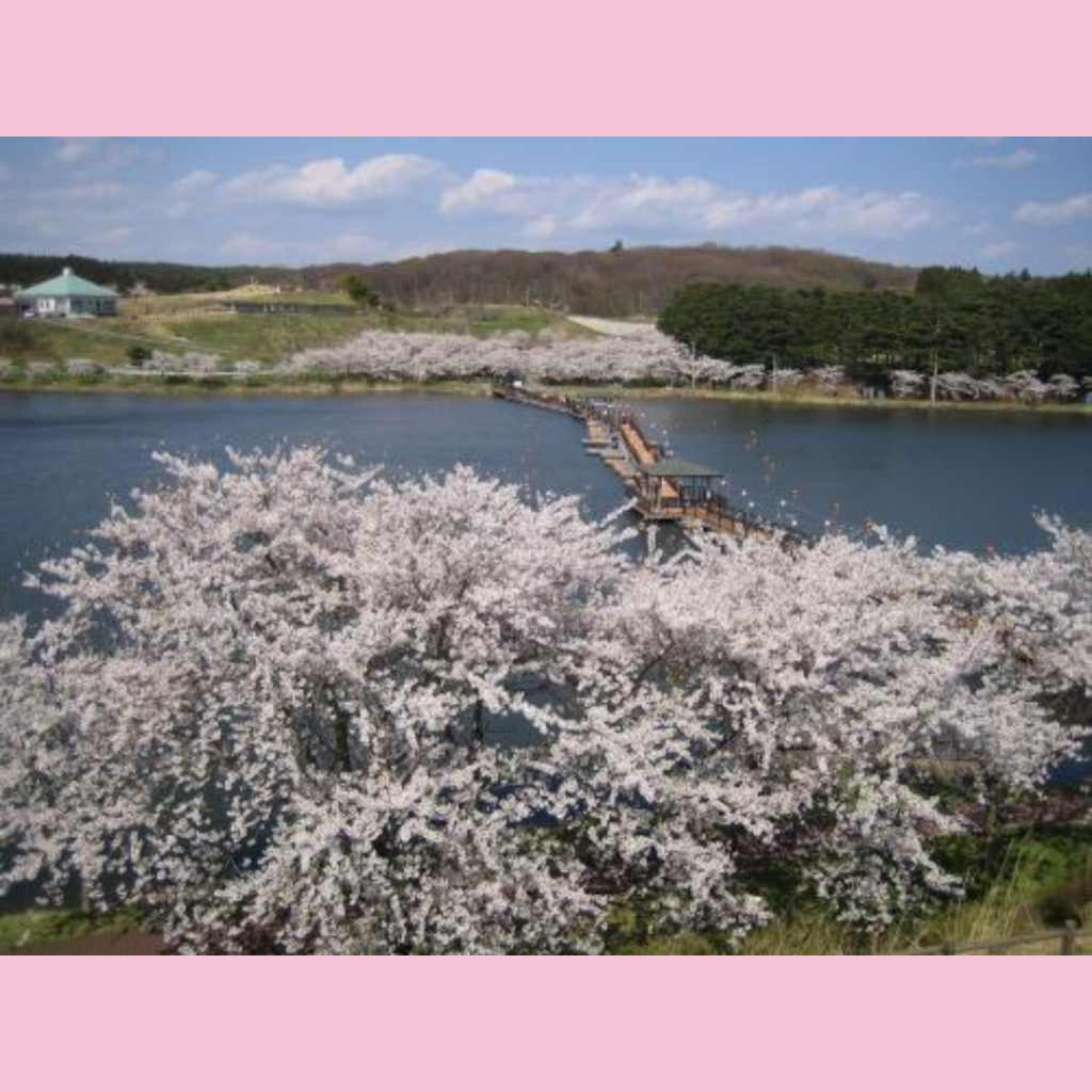 【4/14(日)開催】平筒沼ふれあい公園桜まつり